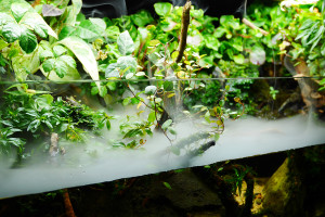 アクアテラリウムミスト