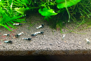 apshadow_astrid_im01